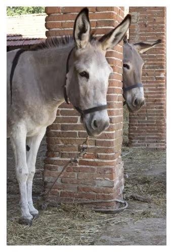 Fattoria Agriturismo Bigongiari Лукка Экстерьер фото