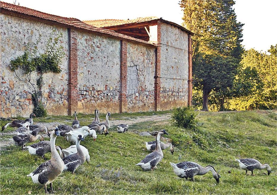 Fattoria Agriturismo Bigongiari Лукка Экстерьер фото